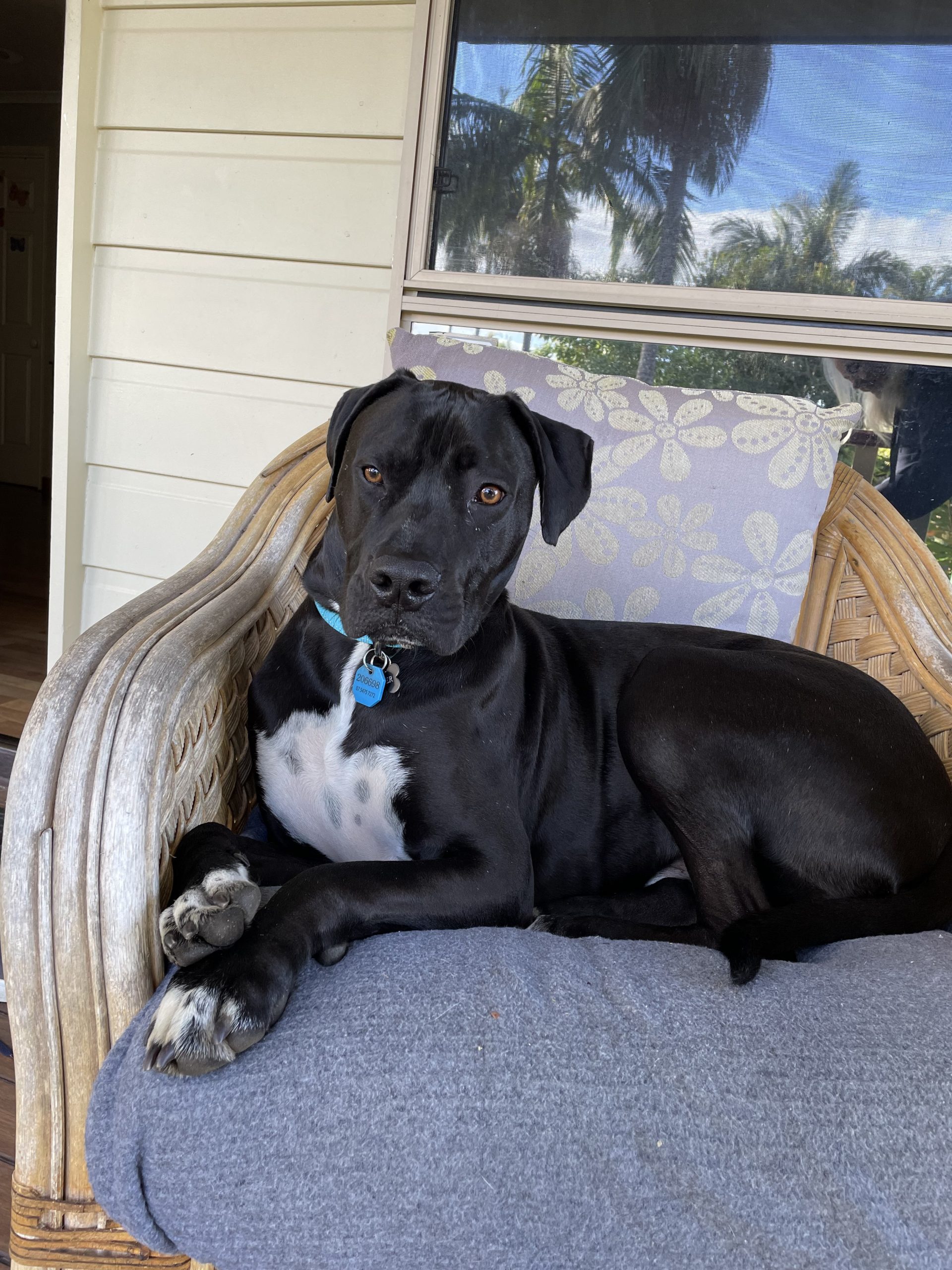 Gallery Noosa Pet Sitting